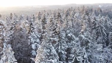 Gün batımında hava manzaralı, karlı çamlar...