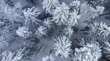 Orman havası manzaralı karlı kış.