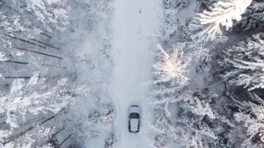 Karlı çam ormanlarında beyaz araba sürüyor.