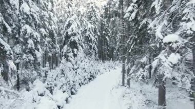 Karla kaplı çam ormanında İHA uçuyor.