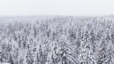 Üst geçitteki kış karı çam ağacını kapladı, hava manzarası...