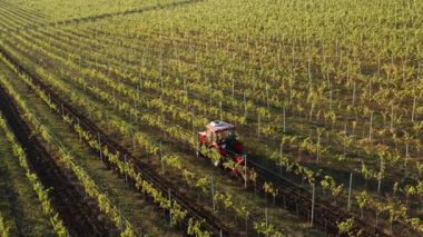 Kırmızı traktör üzüm bağlarında çalışıyor.