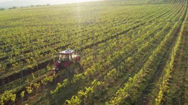 Kırmızı traktör üzüm bağlarında çalışıyor.