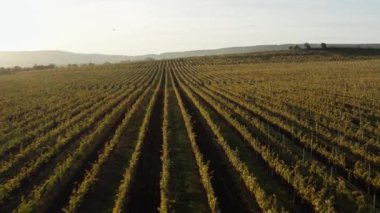 Gün batımında açılan üzüm bağları boyunca uç