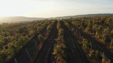 Günbatımında Kırım 'daki eski üzüm bağlarının üzerinde uç