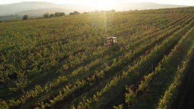 Vineards sahasında ve tarlada kırmızı traktör gezisi, gün batımında hava manzarası, yukarı bak.