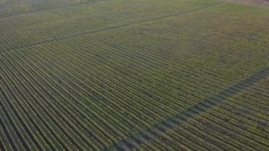 Büyük üzüm bağları, gün batımından sonra hava manzarası.