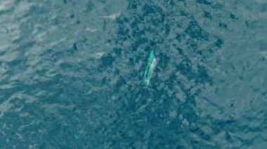 Denizde oynayan iki yunus, gökyüzü manzaralı.