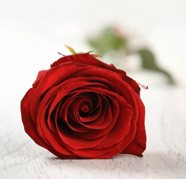 Red rose for holiday on the vintage wooden background — Stock Photo, Image