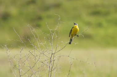 şarkı Sarı kuyruksallayan
