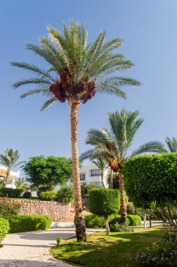 Mısır'daki otel