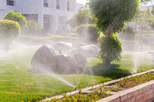 Plantas de espolvoreo automático en el jardín Imagen De Stock