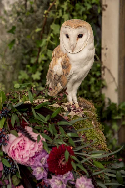 Cute barn owl Stock Picture