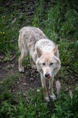 Alberta 'daki Yamnuska köpek barınağında bir kurt köpeği..