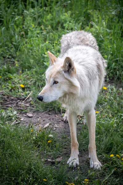 Ein Wolfshund Gnadenhof Yamnuska Alberta — Stockfoto