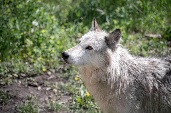 Ein Wolfshund Gnadenhof Yamnuska Alberta — Stockfoto