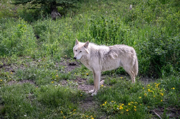 Chien Loup Refuge Pour Chiens Yamnuska Alberta — Photo