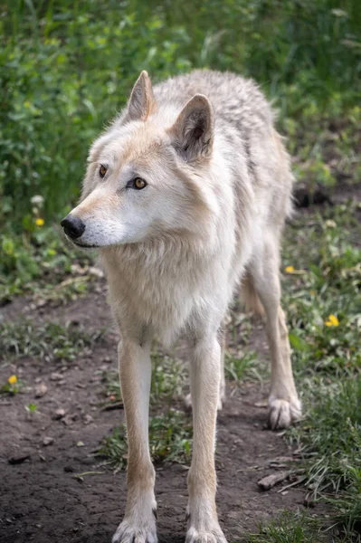 Ein Wolfshund Gnadenhof Yamnuska Alberta — Stockfoto