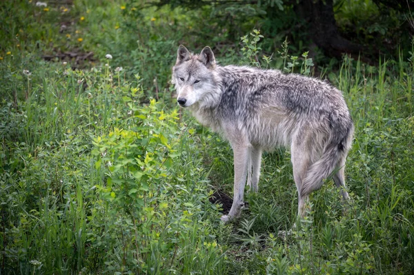 Ein Wolfshund Gnadenhof Yamnuska Alberta — Stockfoto