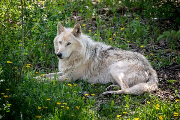 Wolf Dog Yamnuska Wold Dog Sanctuary Alberta — Stock Photo, Image