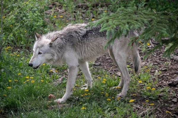 Een Wolf Hond Yamnuska Wold Hond Heiligdom Alberta — Stockfoto