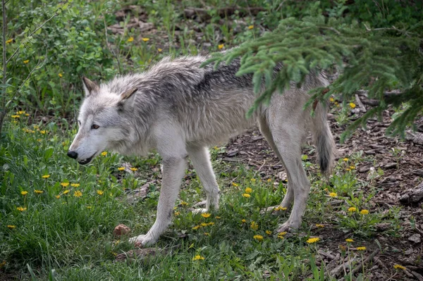 Perro Lobo Santuario Perros Lobos Yamnuska Alberta — Foto de Stock