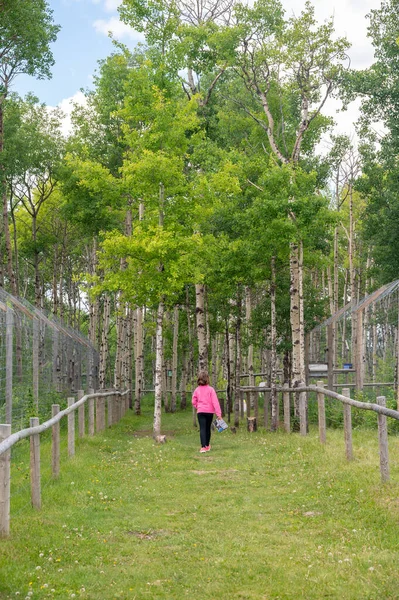 Cochrane Alberta June 2021 Child Walking Yamnuska Wolf Dog Sanctuary — Stock Photo, Image