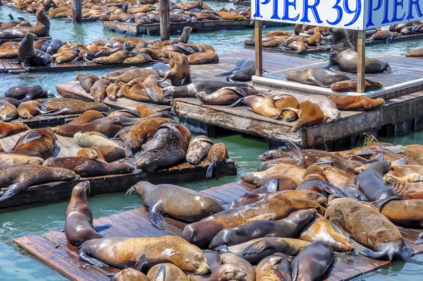 Pier 39, San Francisco — стокове фото