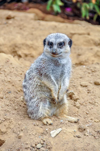 Meerkat. — Fotografia de Stock