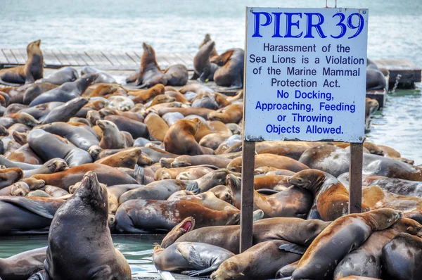 Pier 39, São Francisco — Fotografia de Stock