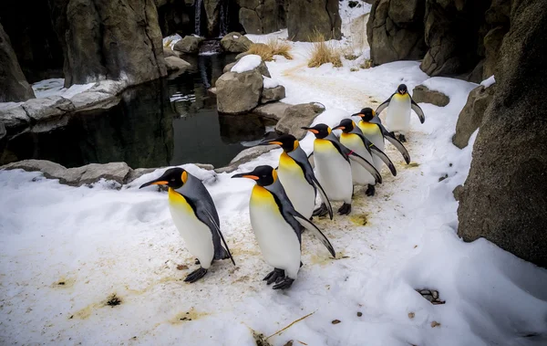 Koning pinguïns — Stockfoto