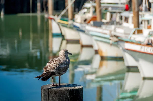 Barcos de pesca, São Francisco — Fotografia de Stock
