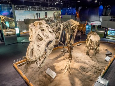 Dinozor fosil sergi, Royal Tyrrell Müzesi