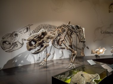 Dinozor fosil sergi, Royal Tyrrell Müzesi