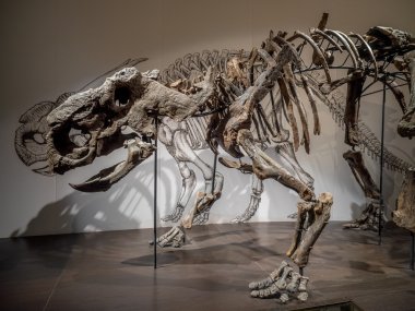 Dinozor fosil sergi, Royal Tyrrell Müzesi