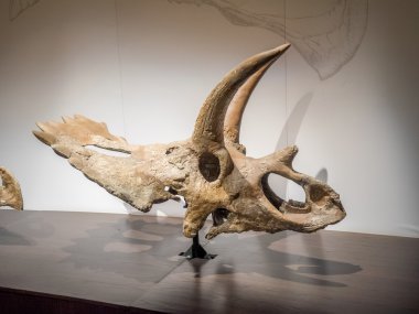 Dinozor fosil sergi, Royal Tyrrell Müzesi