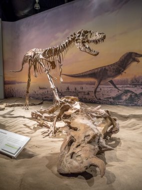 Dinozor fosil sergi, Royal Tyrrell Müzesi