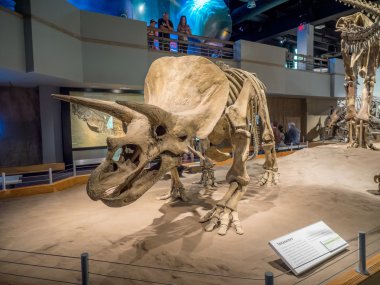 Dinozor fosil sergi, Royal Tyrrell Müzesi