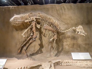 Dinozor fosil sergi, Royal Tyrrell Müzesi