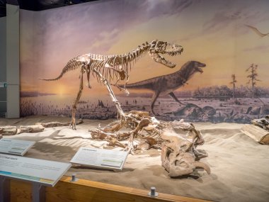 Dinozor fosil sergi, Royal Tyrrell Müzesi