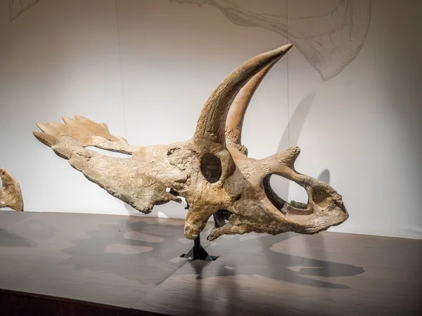 Dinosaur fosílie exponát, Royal Tyrrell Museum — Stock fotografie