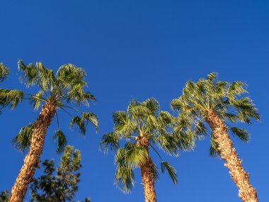 Palmiye ağaçları, California