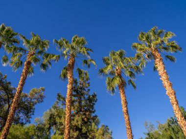 Palmiye ağaçları, California