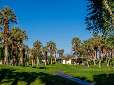 Palm Desert palmiye ağaçlarında