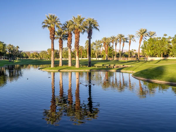 Palm trees in Palm Desert, California — Stock Photo, Image