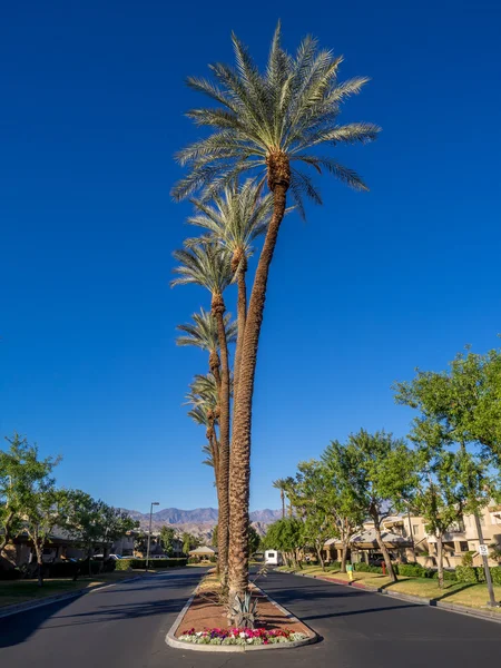 Palm Desert palmiye ağaçlarında — Stok fotoğraf