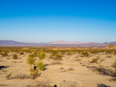 Joshua tree national park peyzaj