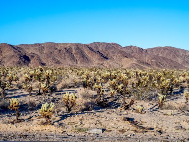 Joshua tree national park peyzaj