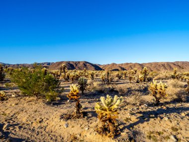Joshua tree national park peyzaj