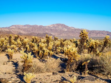 Joshua tree national park peyzaj